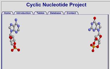 环核苷酸项目
