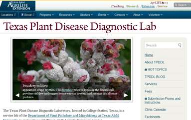 得克萨斯州植物疾病诊断实验室