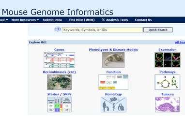 鼠类基因组信息